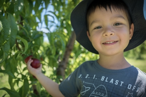 Mixed race little boy picks fruit on an orchard farm - Australian Stock Image