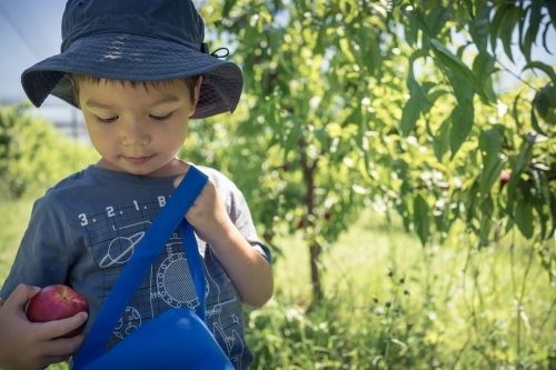 Mixed race little boy picks fruit on an orchard farm - Australian Stock Image