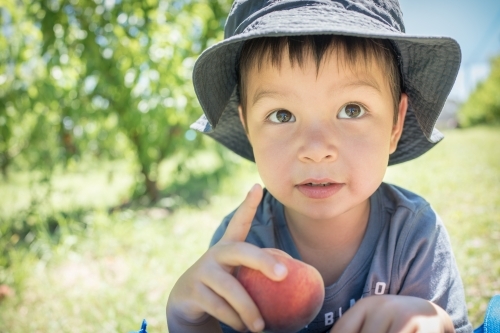 Mixed race little boy picks fruit on an orchard farm