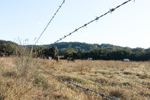Mob of cattle in paddock at sunrise - Australian Stock Image