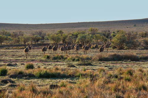 Mob of Emus in outback landscape in Australia - Australian Stock Image