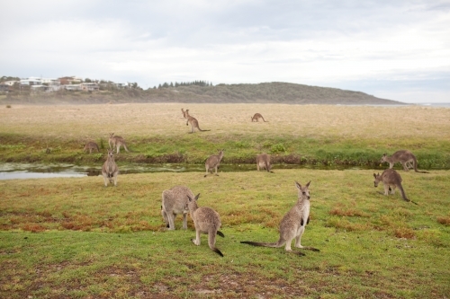 Mob of kangaroos - Australian Stock Image