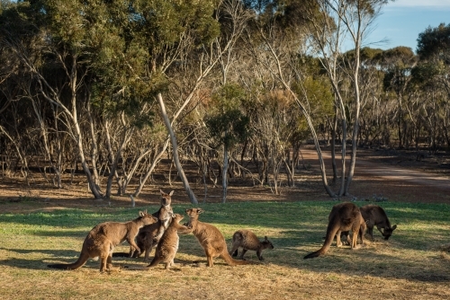 Mob of kangaroos on grassy bushland - Australian Stock Image