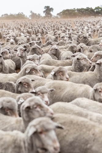 Mob of merino sheep in a paddock