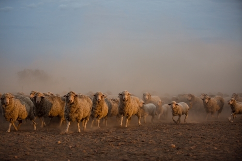 Mob of merino sheep running ahead - Australian Stock Image
