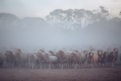 Mob of merino sheep waiting in dusty yard - Australian Stock Image