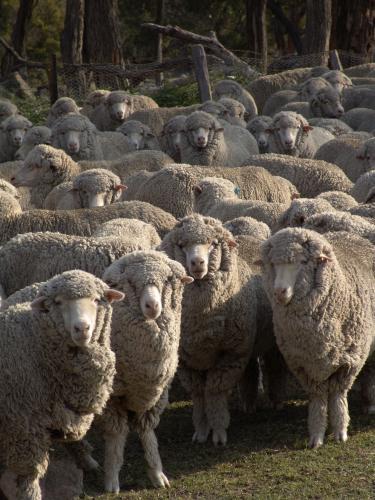 Mob of sheep gathered in a field - Australian Stock Image