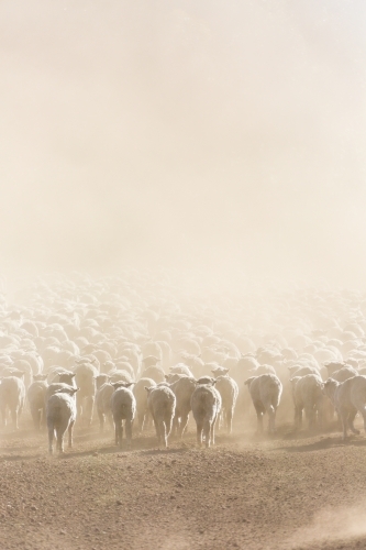 Mob of sheep in dust from behind - Australian Stock Image