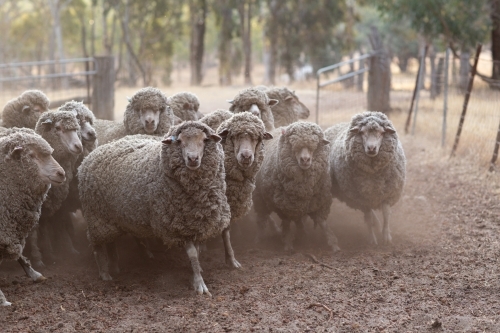 Mob of woolly merino ewes - Australian Stock Image