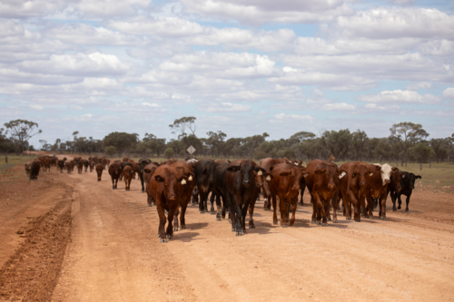 Mob of young cattle walking along a dirt road - Australian Stock Image