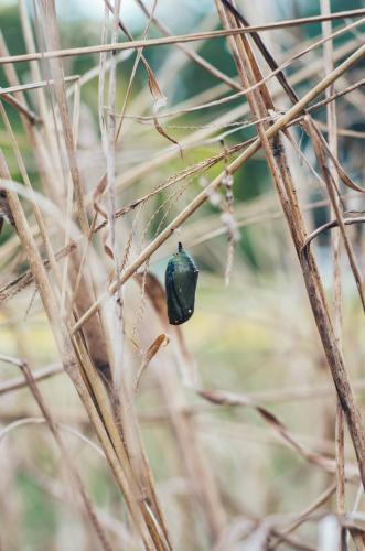 Monarch Caterpillar Cocoon - Australian Stock Image