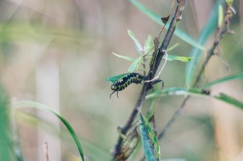 Monarch caterpillar feeding on leaves - Australian Stock Image