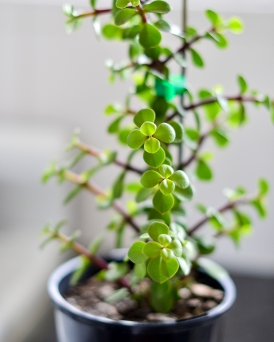 Money plant in a black pot inside - Australian Stock Image