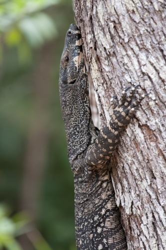 Monitor lizard crawling up a tree
