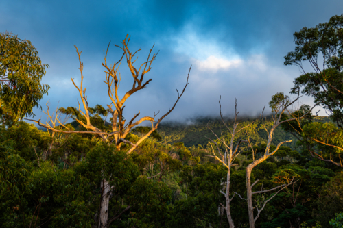 Montserrat Lookout, Mount Barney National Park - Australian Stock Image