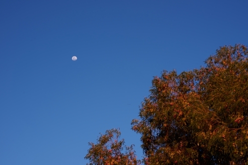 Moon in the sky above a eucalyptus tree