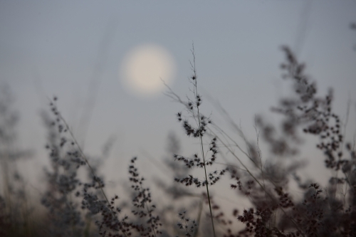 Moon rising over landscape - Australian Stock Image