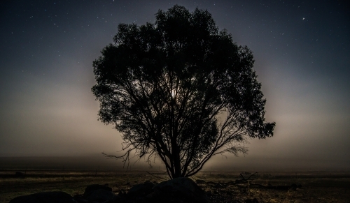 Moonlit tree silhouette