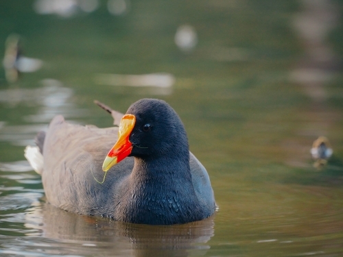 Moorhen on pond - Australian Stock Image