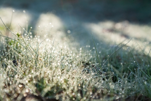 Morning dew droplets on young plants growing - Australian Stock Image