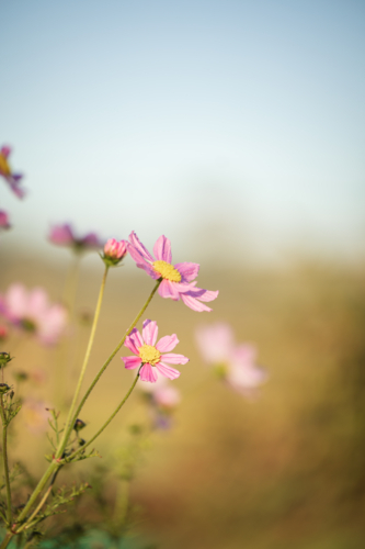 Morning dew on delicate pink cosmos flowers in the garden - Australian Stock Image
