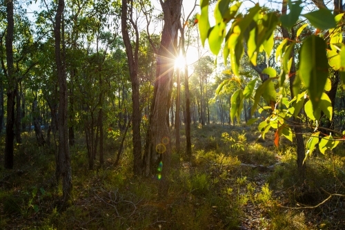 Morning in the Australian bush - Australian Stock Image