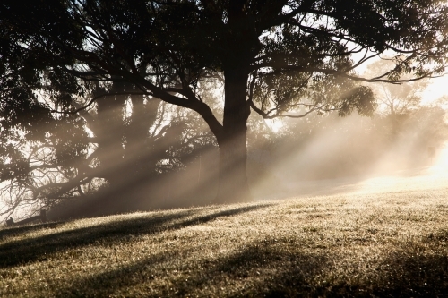 Morning Light - Australian Stock Image