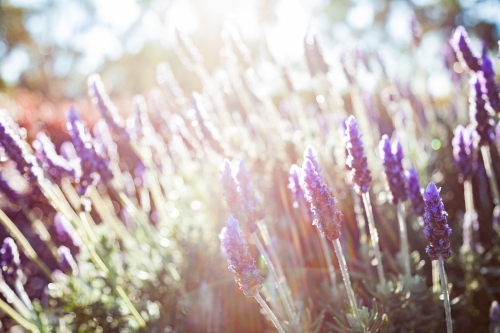 Morning light backlighting purple lavender bush in garden - Australian Stock Image