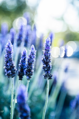 Morning light backlighting purple lavender bush in garden