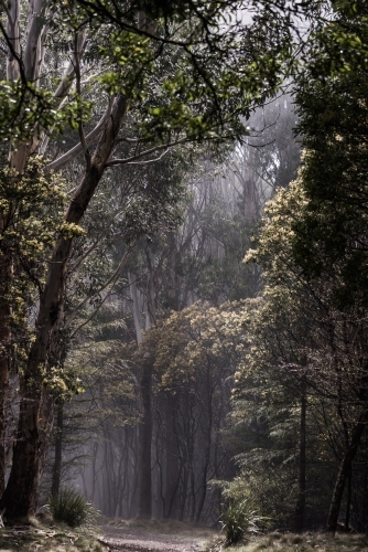 morning light filters through the forest - Australian Stock Image