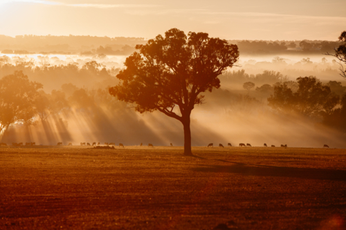 morning light illuminates sheep and trees in paddock - Australian Stock Image