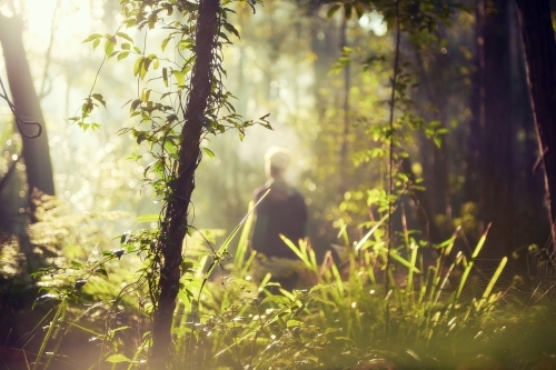 Morning light in the bush - Australian Stock Image