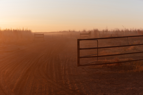 Morning light on dusty red dirt track on NT cattle station - Australian Stock Image
