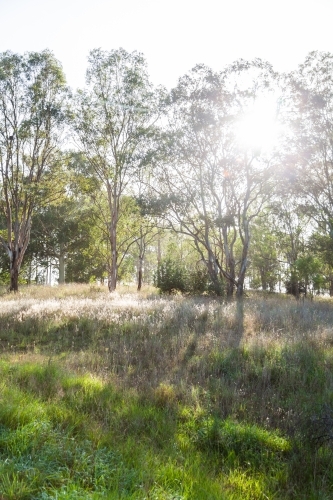 morning sunlight in bushland area with gum trees and long grass, beautiful everyday aussie scenery - Australian Stock Image