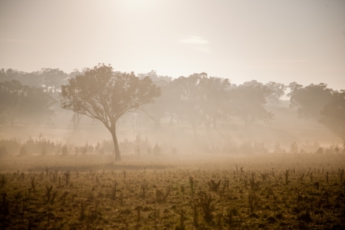 Morning sunshine, fog and eucalyptus trees in a paddock