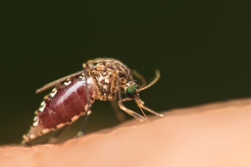 Mosquito filling up with blood on a persons arm - Australian Stock Image