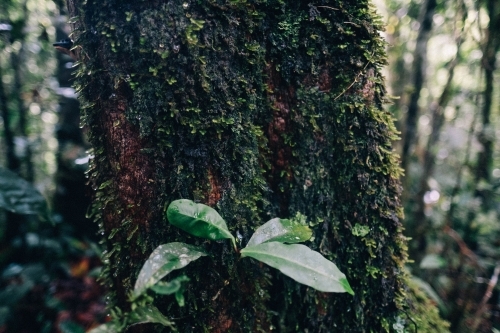 Moss and leaves on trunk of tree in Mossman Gorge - Australian Stock Image