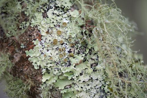 moss and lichen on tree trunk - Australian Stock Image