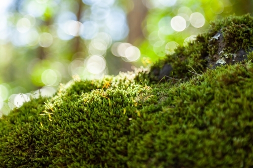 Moss covered boulder in forest - Australian Stock Image