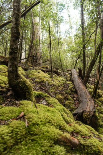 Moss covered rainforest floor - Australian Stock Image