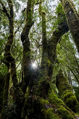 Moss covered rainforest trees and vines - Australian Stock Image