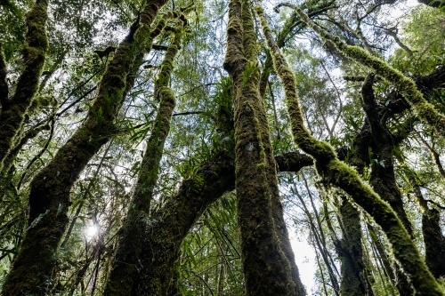 Moss covered rainforest trees and vines - Australian Stock Image