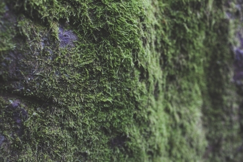 Moss covered rock face - Australian Stock Image