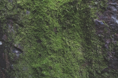 Moss covered rock face - Australian Stock Image