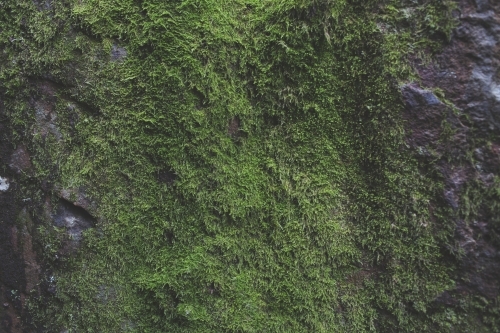 Moss covered rock face