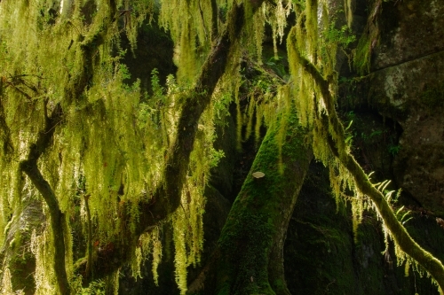 Moss growing on branches - Australian Stock Image
