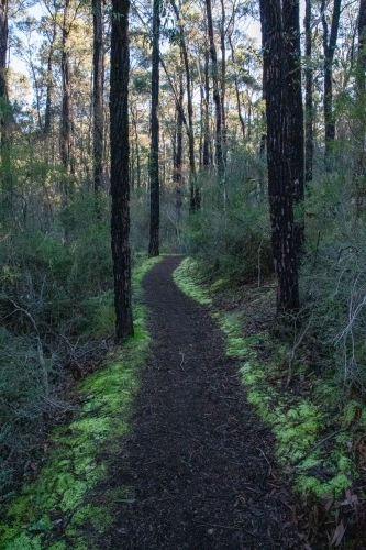 Moss lined path in forest
