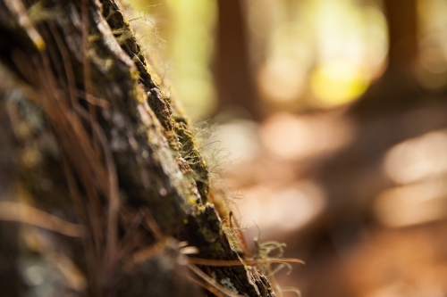 Moss on a pine tree