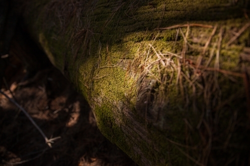 Moss on fallen pine tree - Australian Stock Image