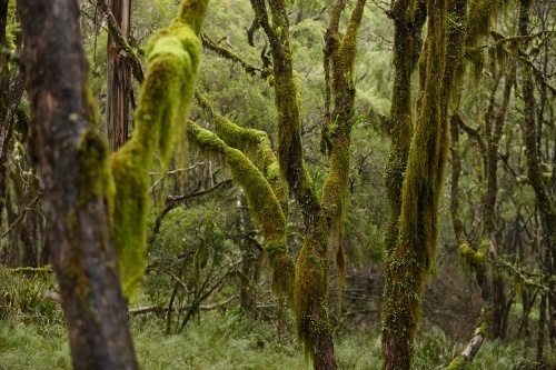 Moss on old growth trees - Australian Stock Image